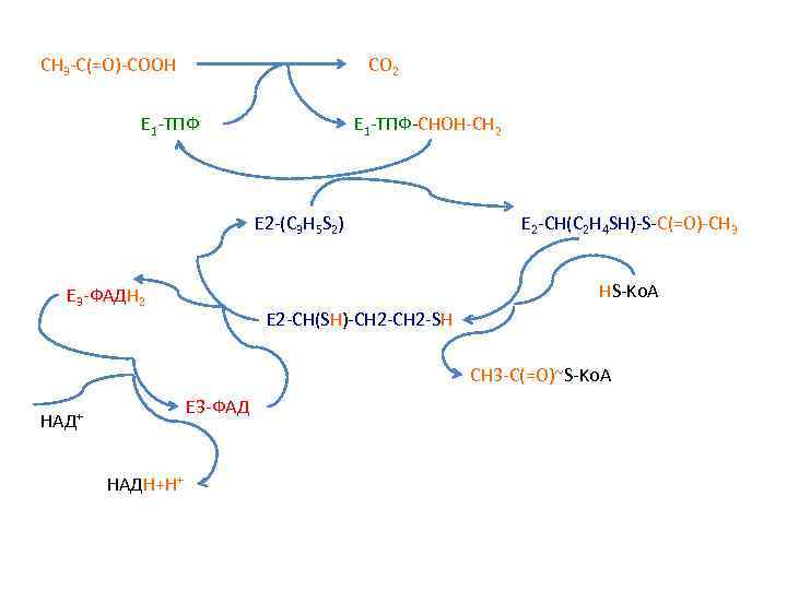 CH 3 -C(=O)-COOH CO 2 E 1 -ТПФ Е 1 -ТПФ-CHOH-CH 2 E 2