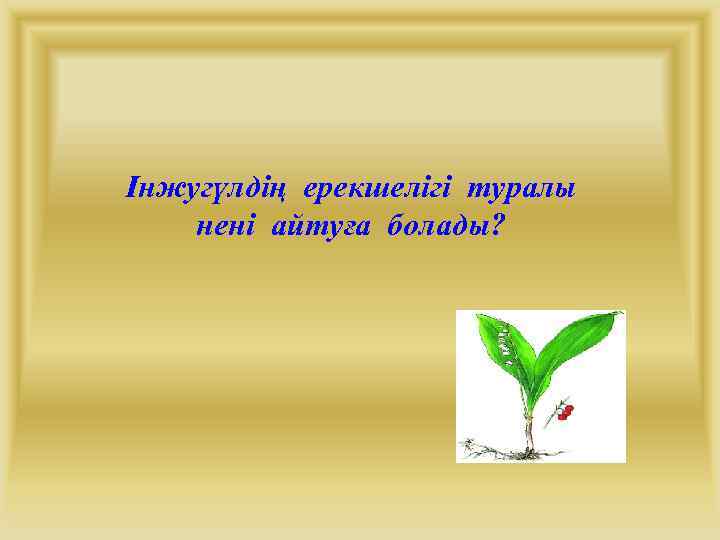 Інжугүлдің ерекшелігі туралы нені айтуға болады? 