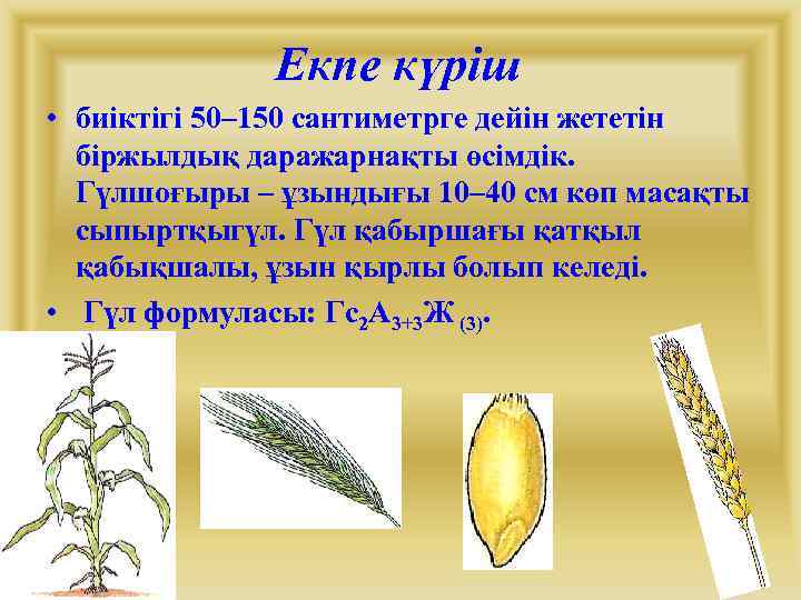 Екпе күріш • биіктігі 50– 150 сантиметрге дейін жететін біржылдық даражарнақты өсімдік. Гүлшоғыры –