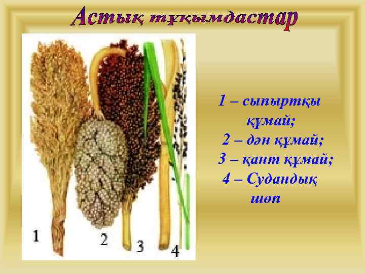 1 – сыпыртқы құмай; 2 – дән құмай; 3 – қант құмай; 4 –