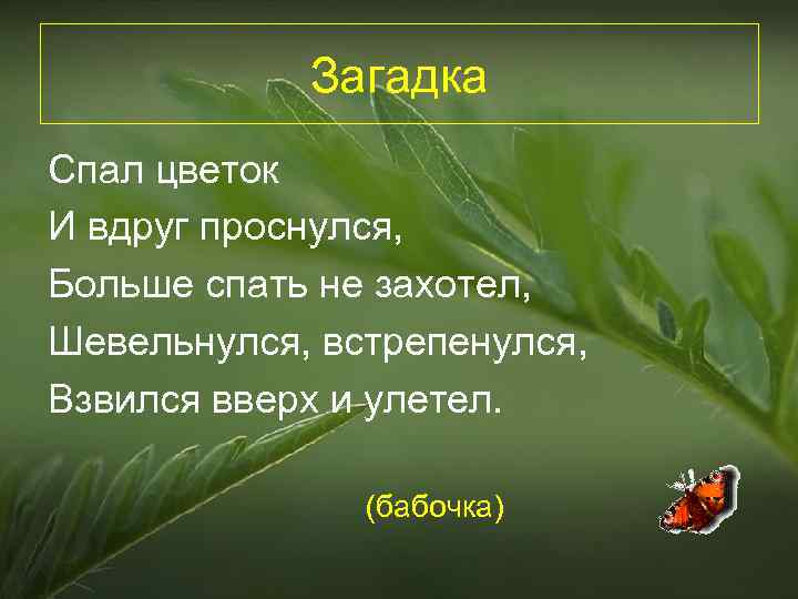 Загадка Спал цветок И вдруг проснулся, Больше спать не захотел, Шевельнулся, встрепенулся, Взвился вверх