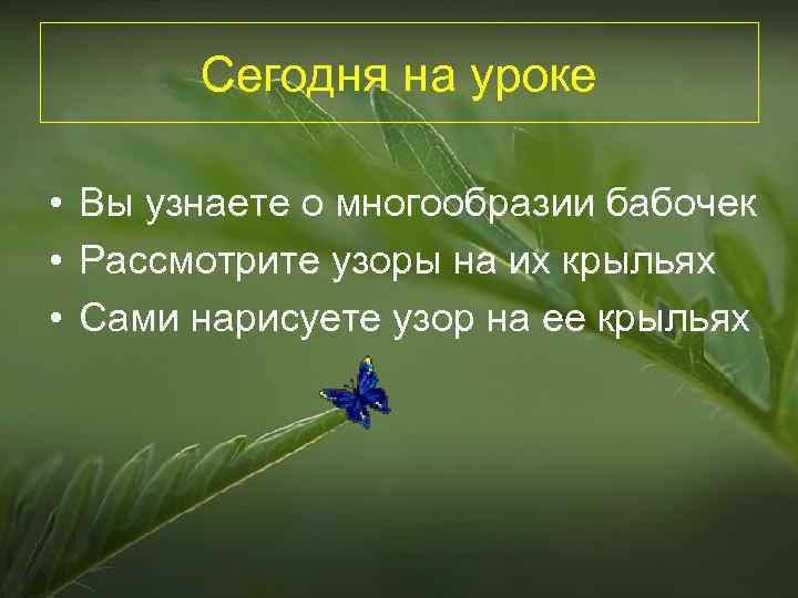 Сегодня на уроке • Вы узнаете о многообразии бабочек • Рассмотрите узоры на их