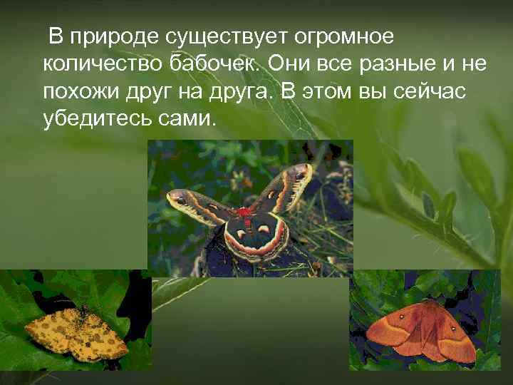 В природе существует огромное количество бабочек. Они все разные и не похожи друг на