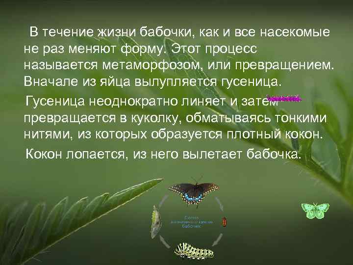 В течение жизни бабочки, как и все насекомые не раз меняют форму. Этот процесс