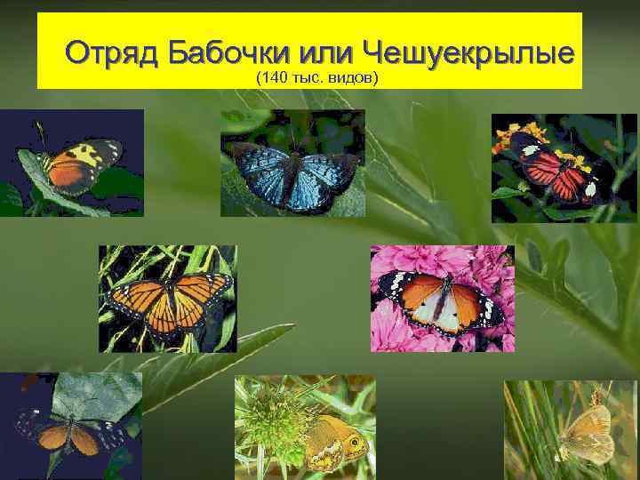 Отряд Бабочки или Чешуекрылые (140 тыс. видов) 