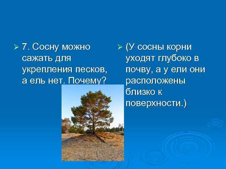 Ø 7. Сосну можно сажать для укрепления песков, а ель нет. Почему? Ø (У