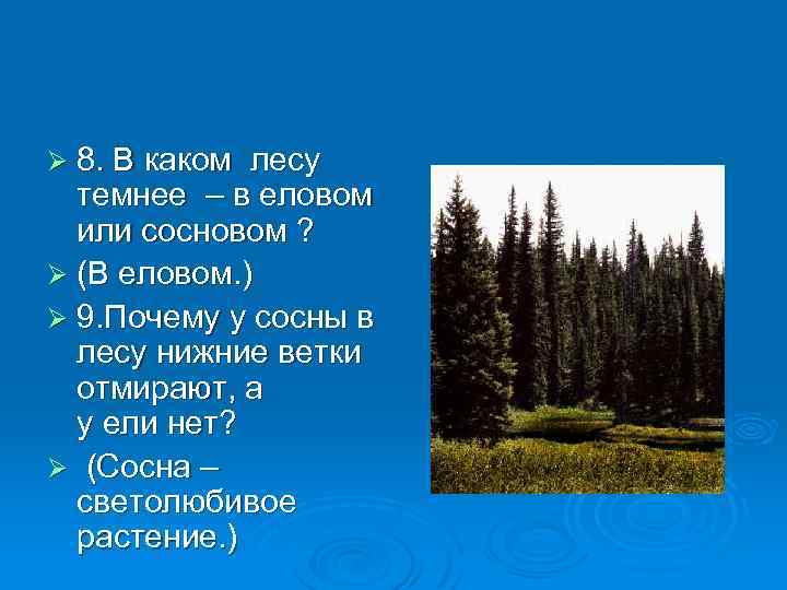 Ø 8. В каком лесу темнее – в еловом или сосновом ? Ø (В