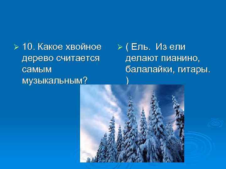 Ø 10. Какое хвойное дерево считается самым музыкальным? Ø ( Ель. Из ели делают