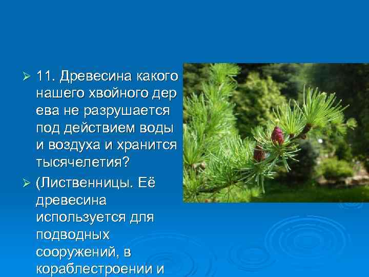 11. Древесина какого нашего хвойного дер ева не разрушается под действием воды и воздуха