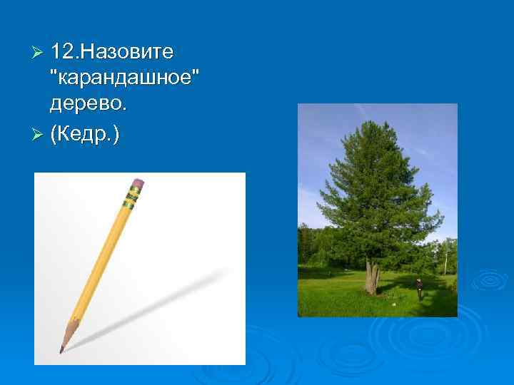 Ø 12. Назовите 