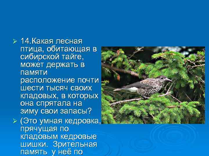 14. Какая лесная птица, обитающая в сибирской тайге, может держать в памяти расположение почти