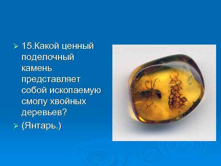 Ø 15. Какой ценный поделочный камень представляет собой ископаемую смолу хвойных деревьев? Ø (Янтарь.