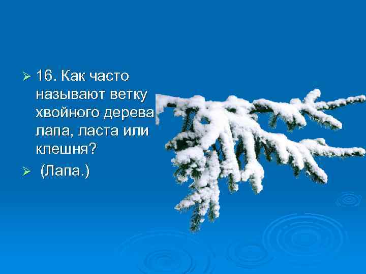Ø 16. Как часто называют ветку хвойного дерева: лапа, ласта или клешня? Ø (Лапа.