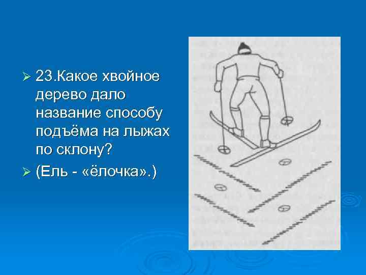 Ø 23. Какое хвойное дерево дало название способу подъёма на лыжах по склону? Ø