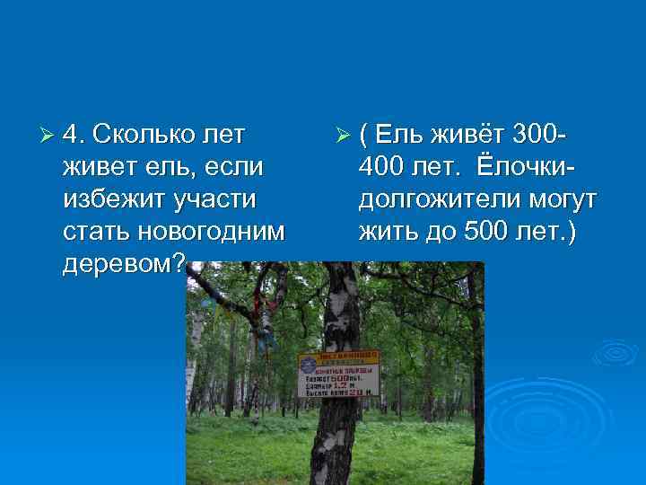 Ø 4. Сколько лет живет ель, если избежит участи стать новогодним деревом? Ø (