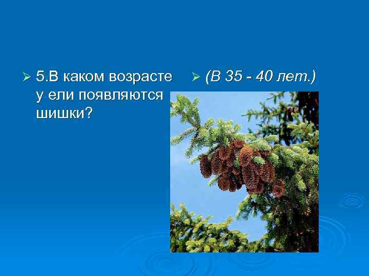Ø 5. В каком возрасте у ели появляются шишки? Ø (В 35 - 40