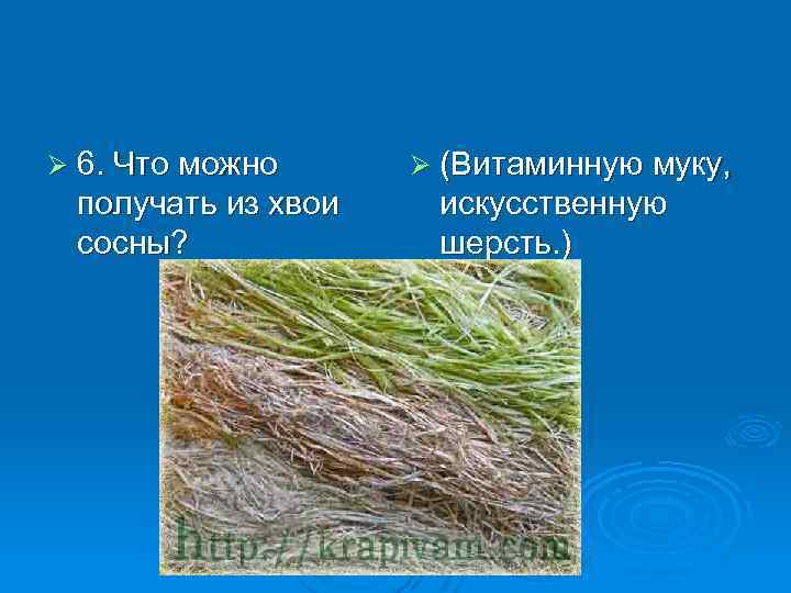 Ø 6. Что можно получать из хвои сосны? Ø (Витаминную муку, искусственную шерсть. )