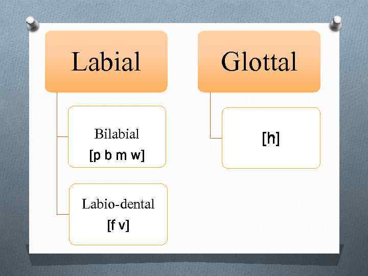 Labial Bilabial [p b m w] Labio-dental [f v] Glottal [h] 