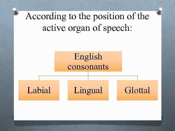 According to the position of the active organ of speech: English consonants Labial Lingual