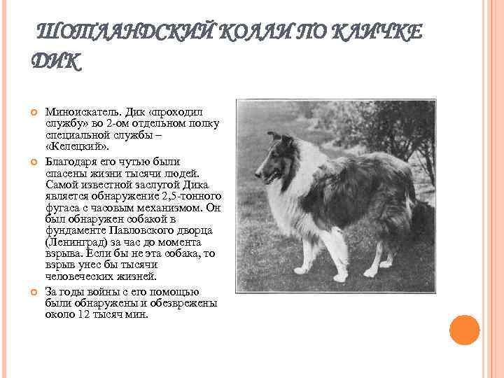  ШОТЛАНДСКИЙ КОЛЛИ ПО КЛИЧКЕ ДИК Миноискатель. Дик «проходил службу» во 2 -ом отдельном