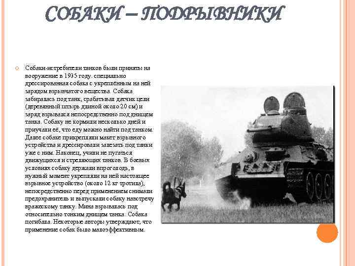 СОБАКИ – ПОДРЫВНИКИ Собаки-истребители танков были приняты на вооружение в 1935 году. специально дрессированная