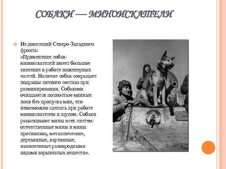 СОБАКИ — МИНОИСКАТЕЛИ Из донесений Северо-Западного фронта: «Применение собакминоискателей имеет большое значение в работе
