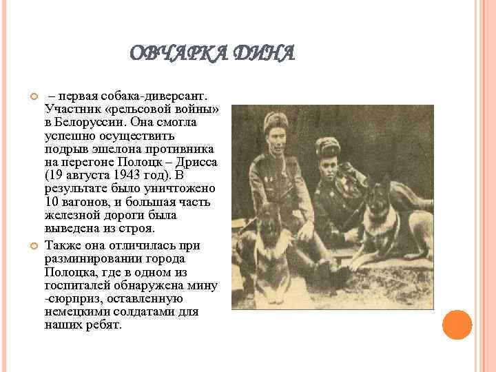 ОВЧАРКА ДИНА – первая собака-диверсант. Участник «рельсовой войны» в Белоруссии. Она смогла успешно осуществить