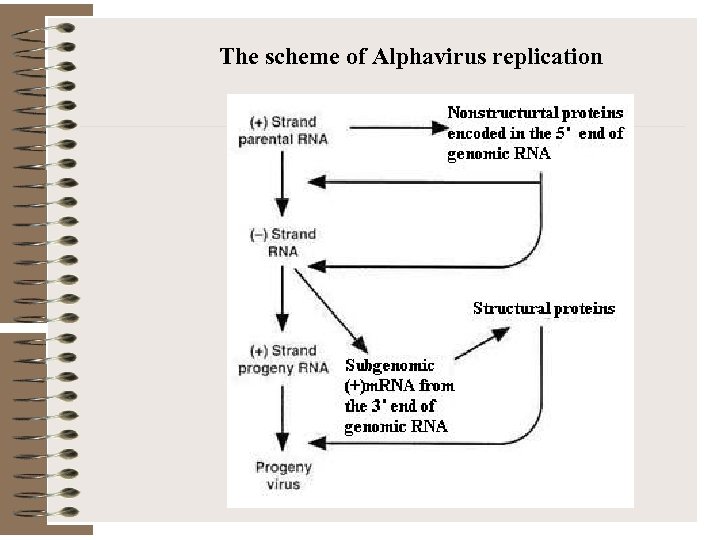The scheme of Alphavirus replication 