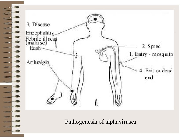 Pathogenesis of alphaviruses 