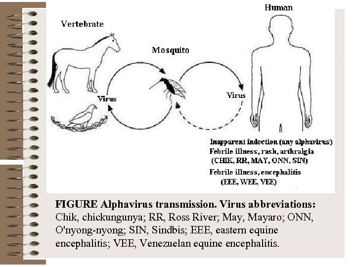 FIGURE Alphavirus transmission. Virus abbreviations: Chik, chickungunya; RR, Ross River; May, Mayaro; ONN, O'nyong-nyong;