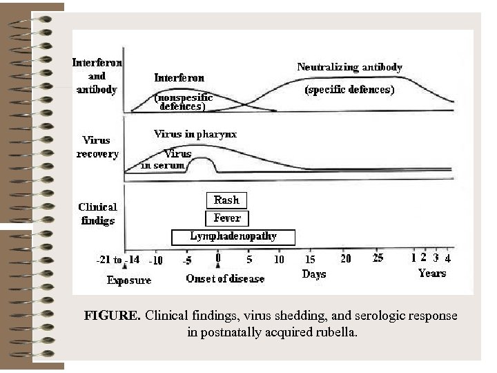 FIGURE. Clinical findings, virus shedding, and serologic response in postnatally acquired rubella. 