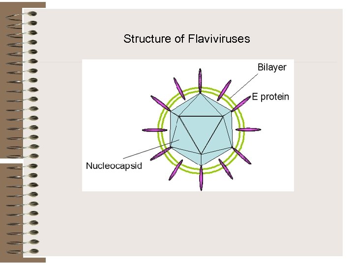 Structure of Flaviviruses 