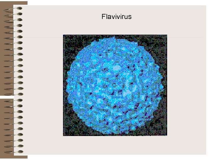 Flavivirus 