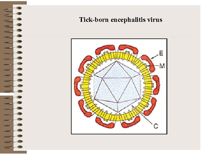 Tick-born encephalitis virus 