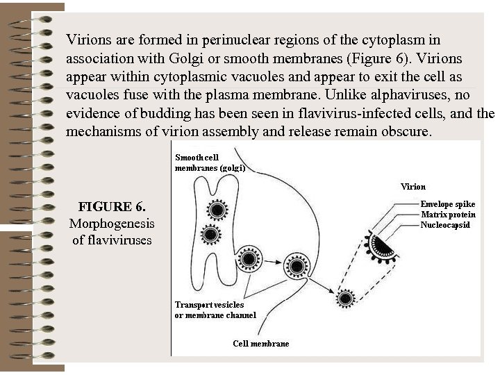 Virions are formed in perinuclear regions of the cytoplasm in association with Golgi or