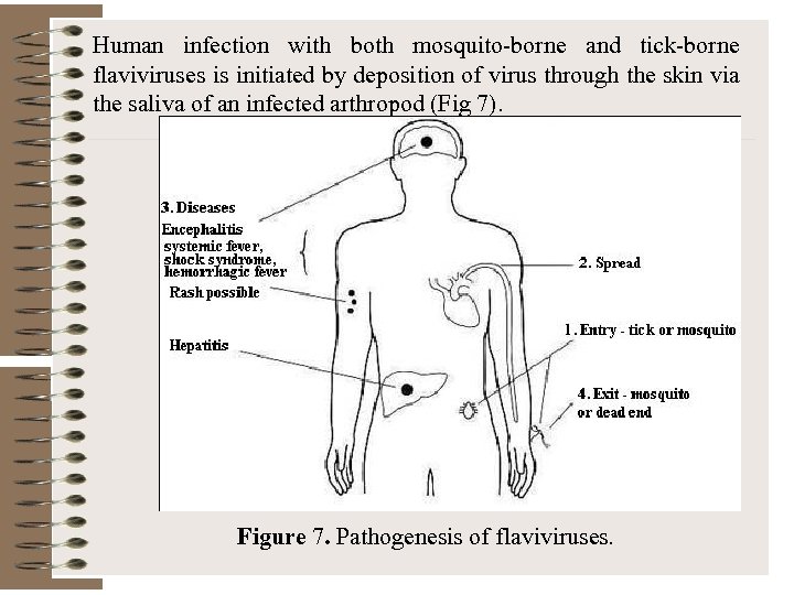 Human infection with both mosquito-borne and tick-borne flaviviruses is initiated by deposition of virus