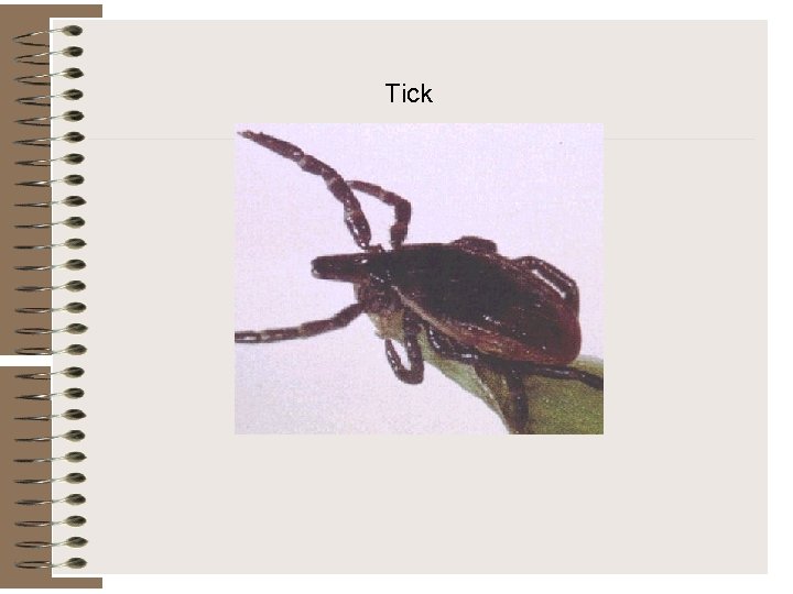 Tick 