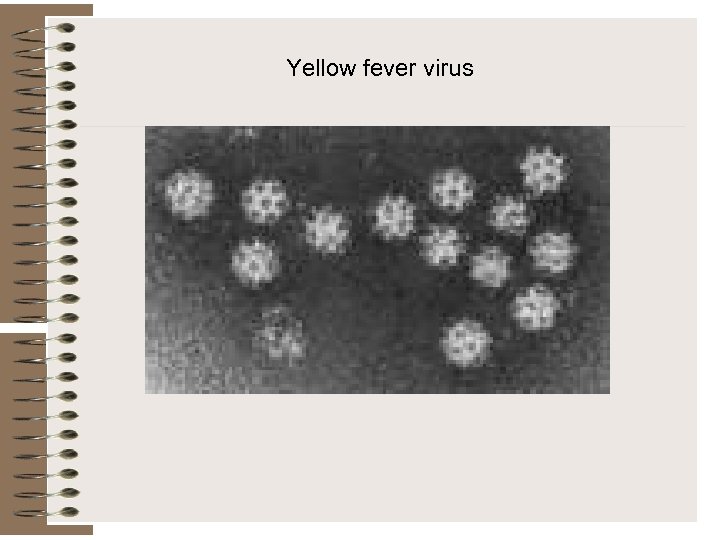 Yellow fever virus 