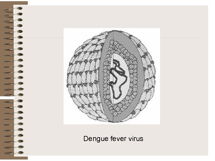 Dengue fever virus 