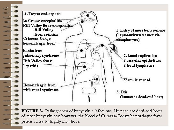 FIGURE 3. Pathogenesis of bunyavirus infections. Humans are dead-end hosts of most bunyaviruses; however,