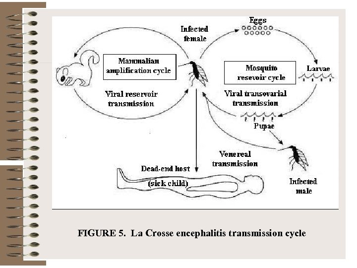 FIGURE 5. La Crosse encephalitis transmission cycle 