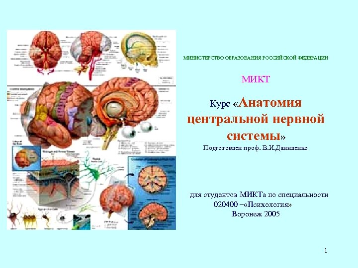 МИНИСТЕРСТВО ОБРАЗОВАНИЯ РОССИЙСКОЙ ФЕДЕРАЦИИ МИКТ Курс «Анатомия центральной нервной системы» Подготовлен проф. В. И.