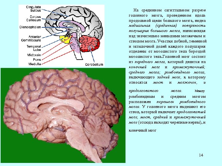 На срединном сагиттальном разрезе головного мозга, проведенном вдоль продольной щели большого мозга, видна медиальная