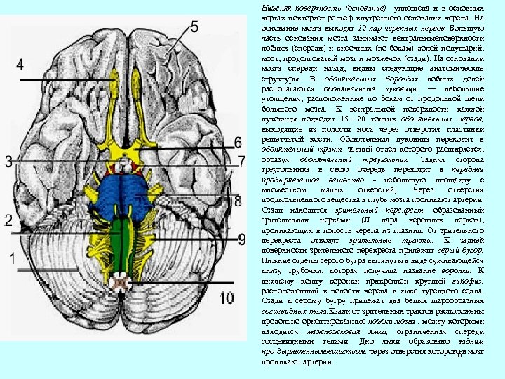 Нижняя поверхность (основание) уплощена и в основных чертах повторяет рельеф внутреннего основания черепа. На