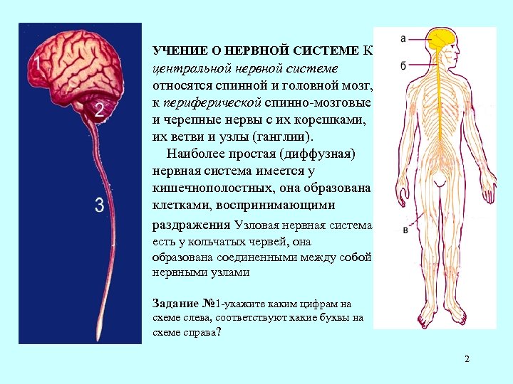 УЧЕНИЕ О НЕРВНОЙ СИСТЕМЕ К центральной нервной системе относятся спинной и головной мозг, к