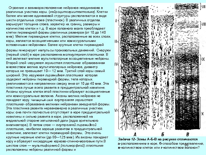 Строение и взаиморасположение нейронов неодинаково в различных участках коры. (нейроцитоархитектоника). Клетки более или менее