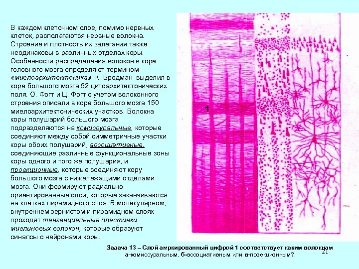 В каждом клеточном слое, помимо нервных клеток, располагаются нервные волокна. Строение и плотность их