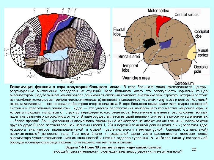Локализация функций в коре полушарий большого мозга. . В коре большого мозга располагаются центры,