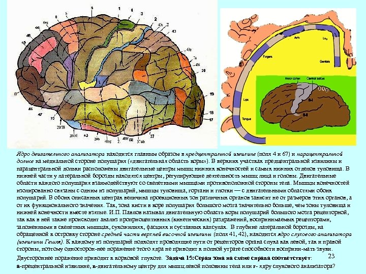 Ядро двигательного анализатора находится главным образом в предцентральной извилине (поля 4 и 67) и