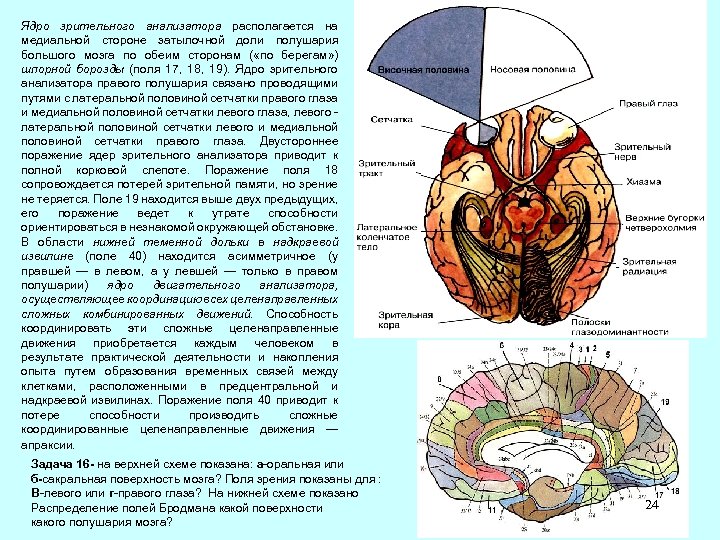 Ядро зрительного анализатора располагается на медиальной стороне затылочной доли полушария большого мозга по обеим